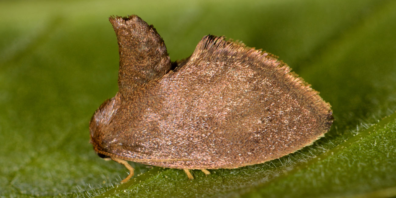 Limacodidae? S, Heterogenea asella